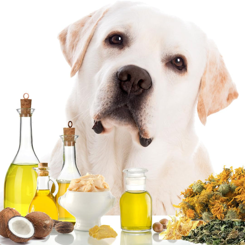 The Blissful Dog Paw Butter, Moisturizer for Dry Paw Pads, Softens and Protects a Rough Paw in Winter, Versatile, Lick-Safe Dog Paw Pad Balm, 0.50 oz. 0.50 Ounce - PawsPlanet Australia