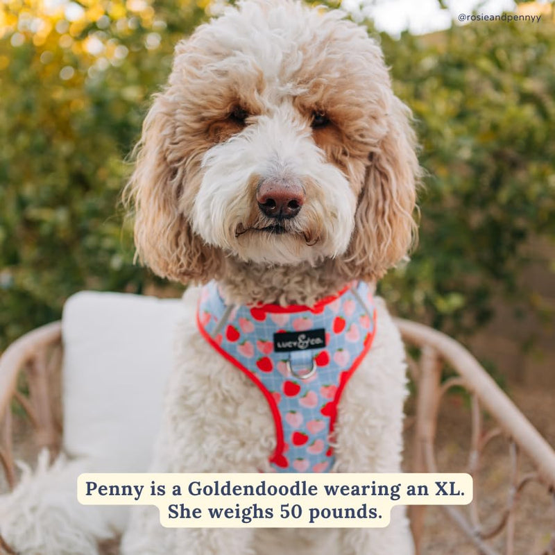Lucy & Co. The Fresh Berries No-Pull Dog Harness - Size Small- Vest to Stop Pulling & Walk Easy - Comfortable Leash Training Product w/Adjustable Chest & Neck Straps The Fresh Berries No-Pull Harness - PawsPlanet Australia