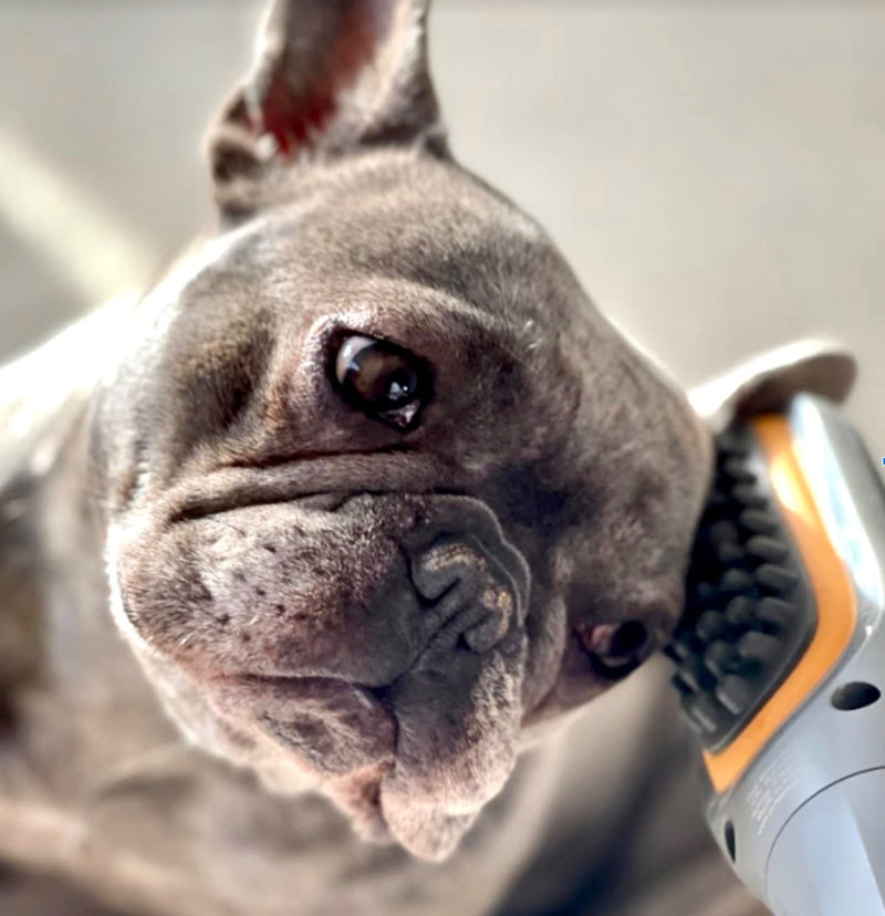 Buzz Therapeutic Brush Vibration Pet Massager for Dogs and Cats Designed to Help Soothe Tension, Increase Circulation and Relieve Tight Muscles - PawsPlanet Australia