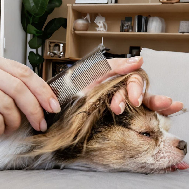 AIRY 7.5" Professional Thinning Shears Dog Grooming Blending Scissor, 20%-30% Thinning Rate Pet Grooming Thinner Blender Shears Set Includes No Traces Scissors & Steel Comb Right and Left Handers - PawsPlanet Australia