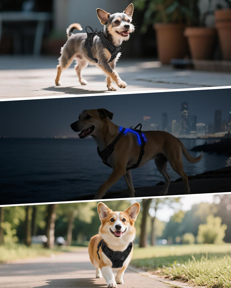 Joytale Light Up Dog Harness, No Pull Dog Harness USB Rechargeable for Night Walking with 3 Lightning Modes and Soft Handle, Adjustable Reflective Lighted Safety Vest,Black-Blue,M Medium Black-Blue - PawsPlanet Australia