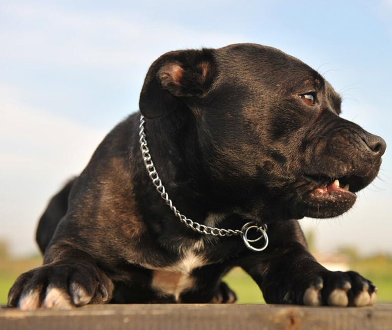 Choke Collar for Dogs, Dog Choker Collar for Large Dogs Heavy Duty Martingale Training Metal Slip Dog Chain Collars for Small Medium Large Breed Pets Boy, Silver M M(Neck Max 18inch)D3mm - PawsPlanet Australia