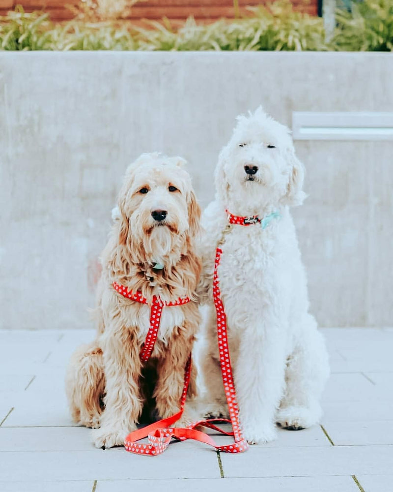 Blueberry Pet Step-in Dog Harness Velvety Heart Flocking Valentine’s Day Adjustable Harnesses for Medium Dogs, Lust Red, Chest Girth 20" - 26" Flocking Print - Lust Red - PawsPlanet Australia