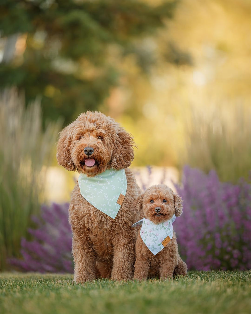 Remy+Roo Spring Dog Bandanas - 4 Pack Gemma Set | Premium Durable Adjustable Polyester Fabric | Patented Shape Girl Dog Bandana, Floral Dog Bandana (Small) Small - PawsPlanet Australia