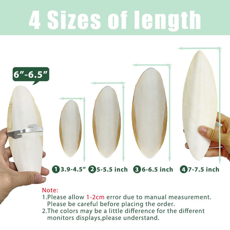 Natural Cuttlebone for Birds Parakeets Canaries Cockatiels Small Conures Mynahs Toucans African Greys All Parrots Snails Totoise, with Holder for Bird Cage (3.9-4.5",2PCS) 4-5 Inch (Pack of 2) - PawsPlanet Australia