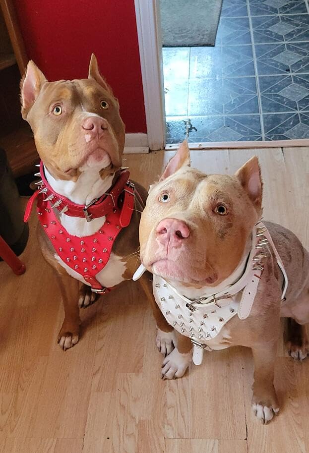 PU Leather Spiked Studded Dog Collars, Harnesses 2Pcs Matching Set for Medium & Large Dogs Pit Bull,Mastiff, Boxer, Bull Terrier (Studs White, XL) Studs White - PawsPlanet Australia