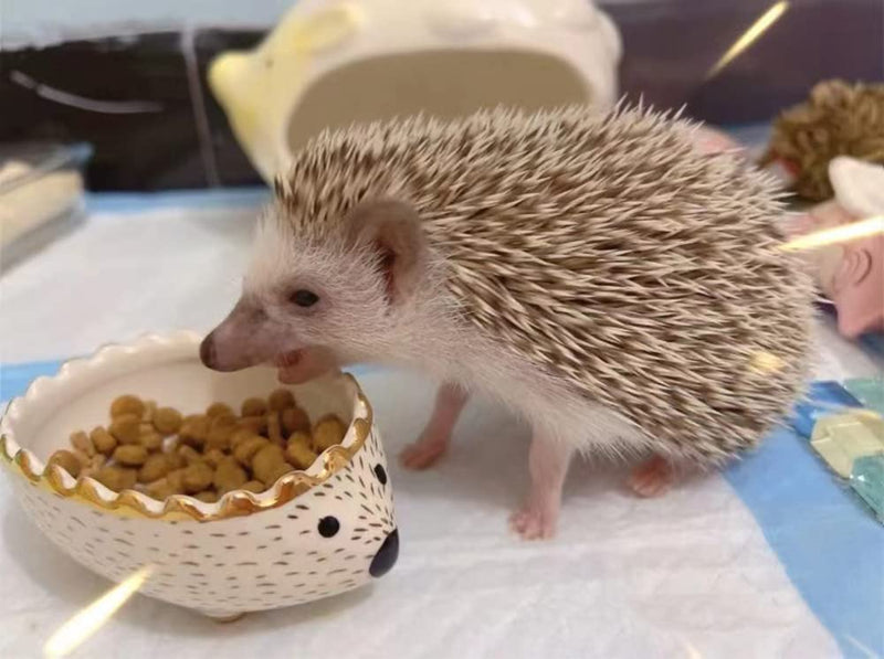 Hedgehog Bowl - Ceramic Small Animal Food Bowl Water Dish Feeder Chew Resistant Prevent Tipping for Hedgehog Hamster Sugar Glider Rat Gerbil Mice Small Animal Cage Accessories (Hedgehog Shape) Hedgehog Shape - PawsPlanet Australia
