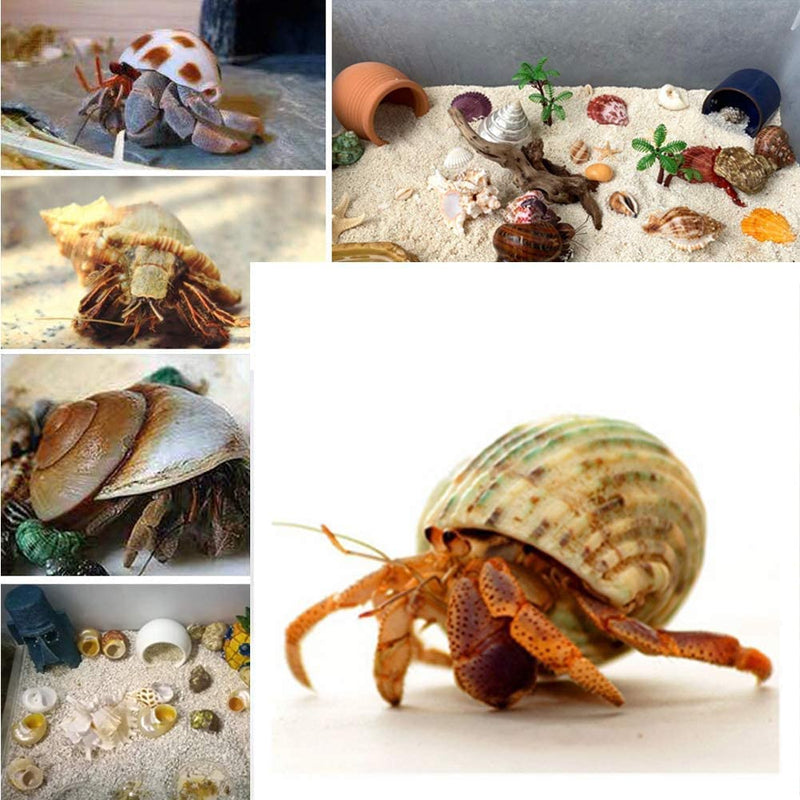 3 PCS Hermit Crab Shells 2~2.7Inch Natural Hermit Crab Shells Opening Size 1~1.3Inch Hermit Crab Supplies - PawsPlanet Australia