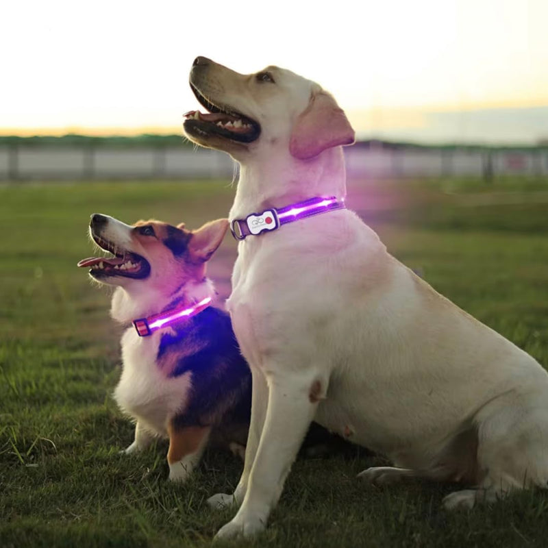 Matching LED Dog Collar & Lead Set – Rechargeable USB-C Light-Up Leash & Glow-in-the-Dark Collar for Night Walks – Durable, Waterproof, Adjustable, Stylish (Purple)