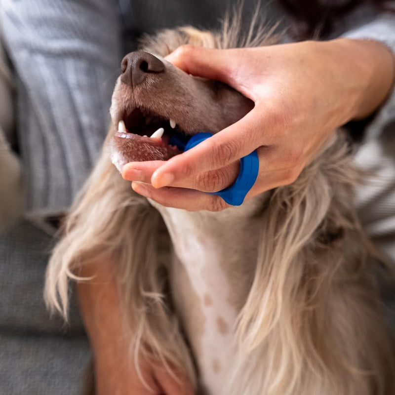 Paw Ready Pet Toothbrushing Assistant for Puppies' Dogs and Cats Allows You to Brush Your pet’s Teeth Without Constantly Worrying About Getting Bitten. (Blue, Small) Small (Pack of 1) Blue