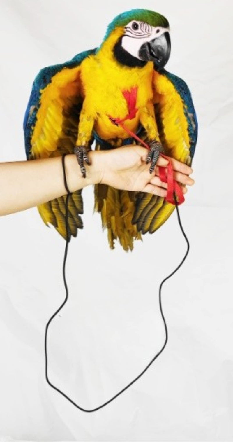 Adjustable Bird Harness with 78.7 Inch Leash, Outdoor Flying Training Rope Kit for Bird Parrots, Parrot Flying Rope Straps Outdoor Training Traction Rope for Small Medium Large Size Birds (XL) XL - PawsPlanet Australia
