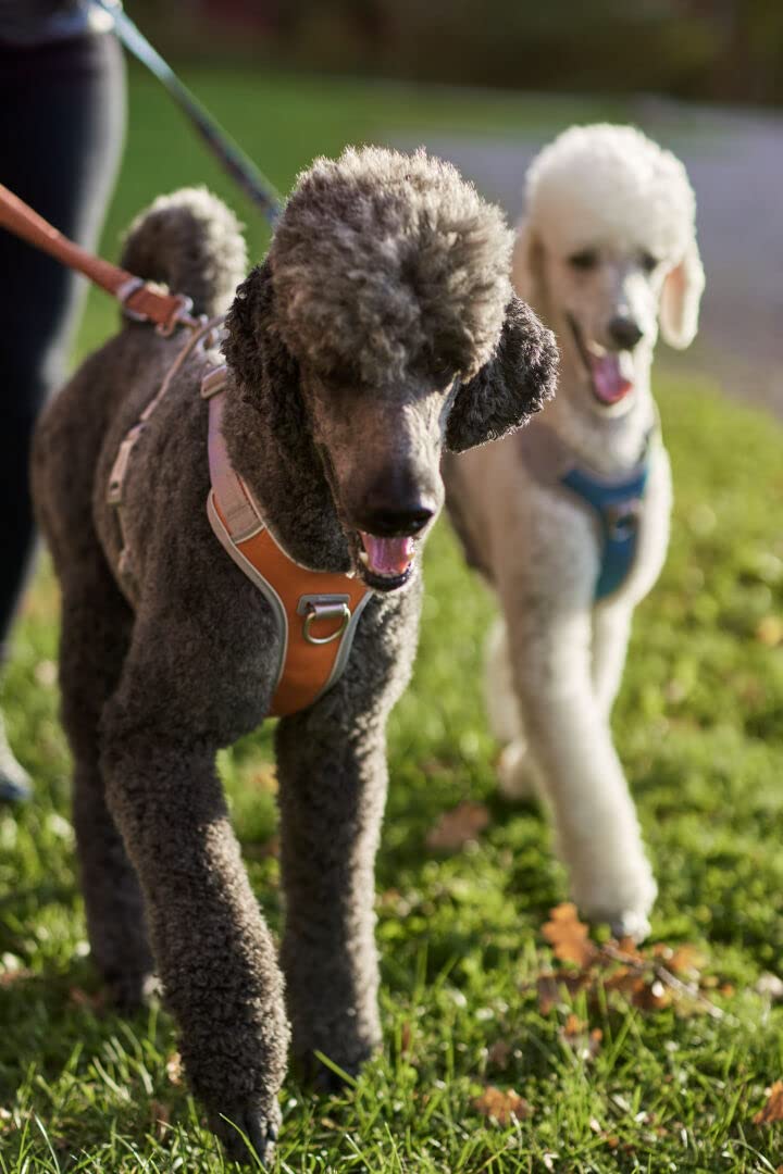 Hurtta Venture No-Pull Harness, Bilberry, 24-32 in - PawsPlanet Australia