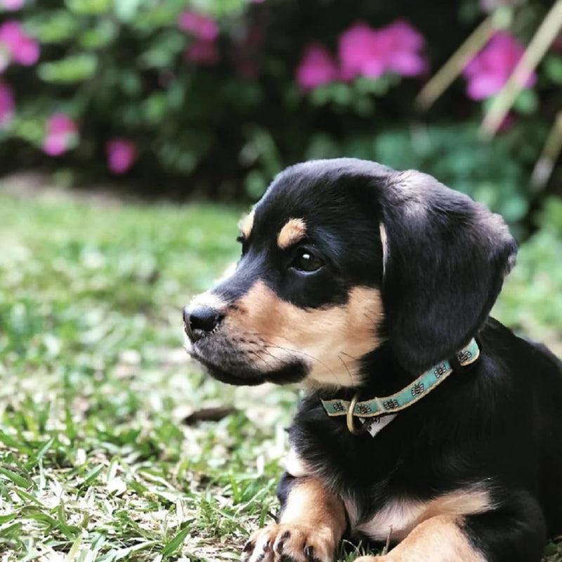Up Country Bee Dog Collar, X-Small (6 To 12 Inches) 5/8 Inch Narrow Width - PawsPlanet Australia