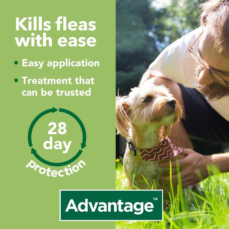 Advantage 100 Flea Spot On Treatment For Dogs 1 Pipette 1.0ml 4-10kg - PawsPlanet Australia