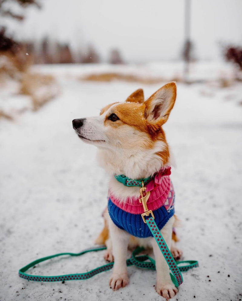 Blueberry Pet Valentine's Day Dog Leash, Velvety Soft-Touch Heart Flocking Lead for Small Dogs, Minty Green, 5 ft x 5/8" Flocking Print - Minty Green - PawsPlanet Australia