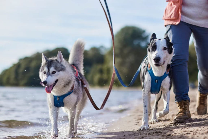 Hurtta Weekend Warrior Warming ECO Dog Harness, Bilberry Mix, 16-18 in Billberry Mix - PawsPlanet Australia