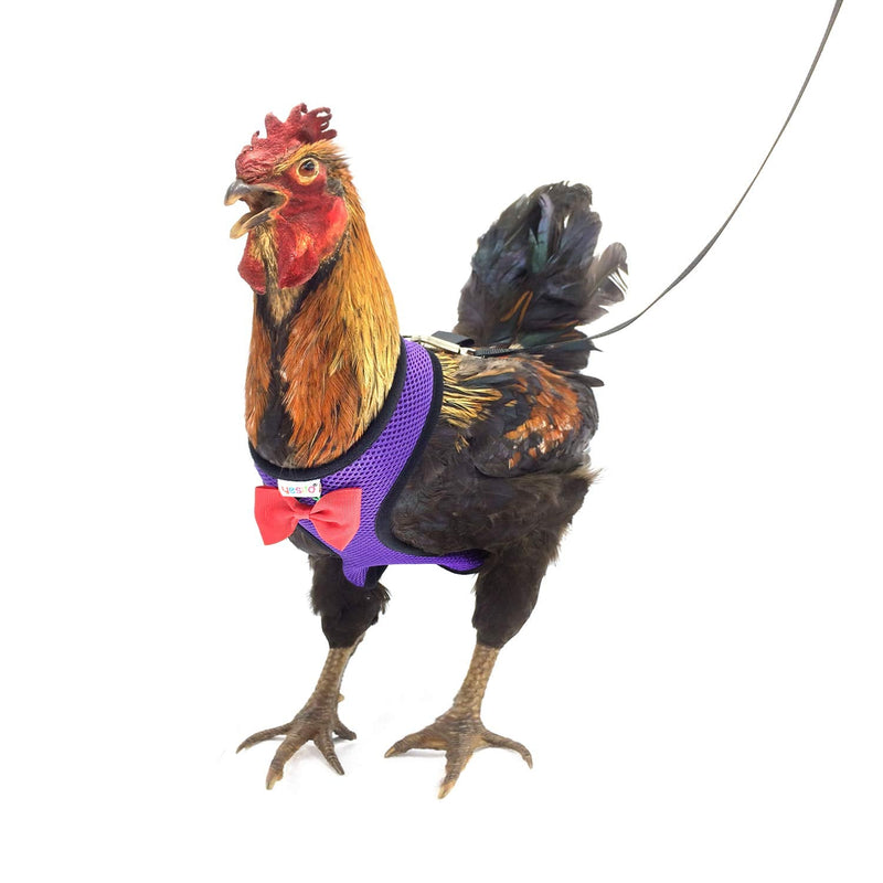 Chicken Harness Hen size With 6-foot Matching belt, Comfortable, Breathable, Small Size, Suitable for Chicken, Duck or Goose Suitable for Weight about 2.3-3.8Pounds, Orange (Small, Dark purple) - PawsPlanet Australia