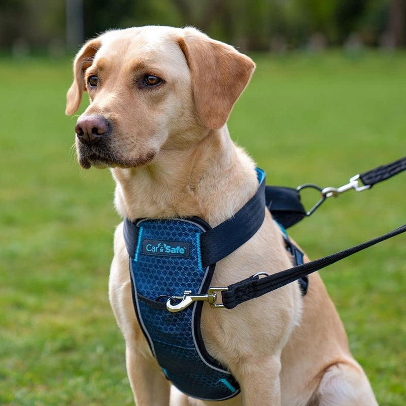 Carsafe Crash Tested Dog Harness Blue Large - PawsPlanet Australia