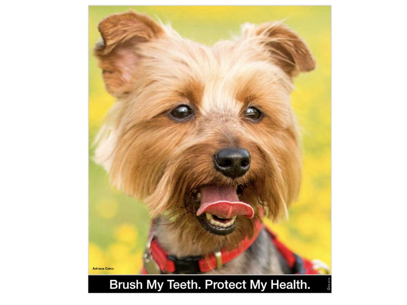 Brush My Teeth Small Dog Toothbrush, Rounded Brush Head -Soft Flexible Bristles, Safe and Gentle Brushing for Small Dogs, Small Breeds and Puppy, Daily Brushing Adds Years of Healthy Life, Multicolor 1 Count (Pack of 1)