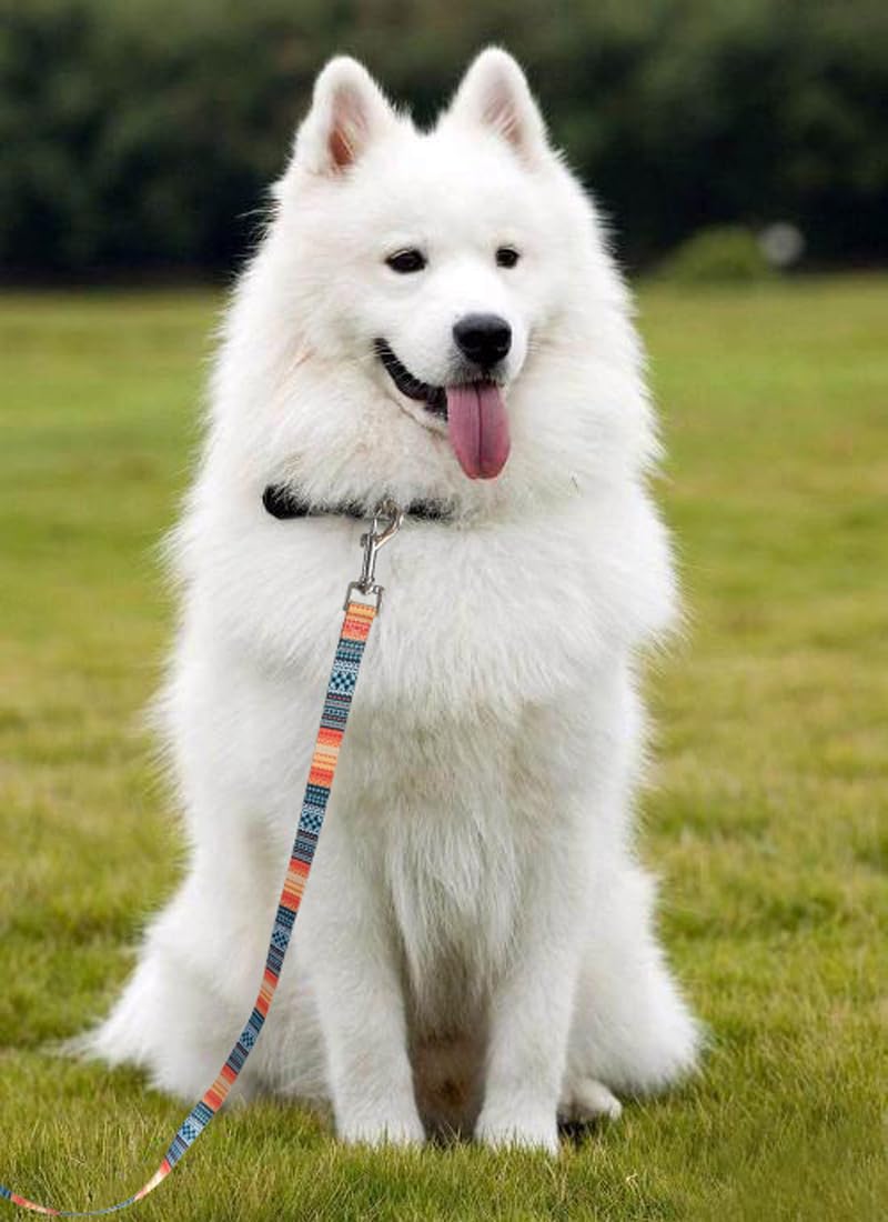 BTINESFUL Printing Nylon Dog/Puppy Obedience Recall Agility Training Lead-12ft, 30ft Long Dog Leash 12 Feet orange - PawsPlanet Australia