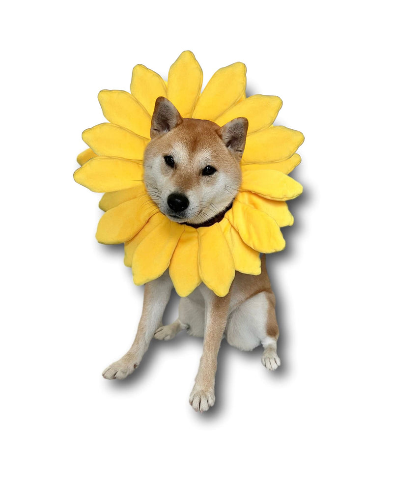 ComfyCamper Sunflower Dog Costume for Small Medium Large Dog Puppy Puppies Cat Kitten – Cute Head Flower Headband Outfits – Collar Cone Costume Hat Sombrero Outfit Pet Cosplay Halloween (Medium) - PawsPlanet Australia