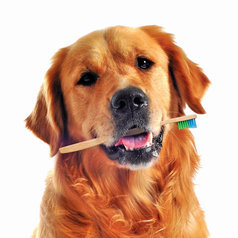 Woobamboo! Eco-Friendly Large Breed Dog Bamboo Toothbrush, Biodegradable, Plastic Negative (Pack of 2) - PawsPlanet Australia