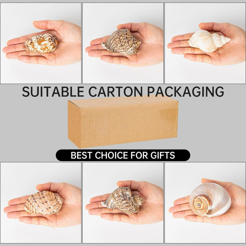 6Pcs Hermit Crab Shells Large, Natural Conch Shell Size 2.8" - 3.8", Opening Size 1.6" - 2.7", Hermit Crab Habitat, Large Sea Shells for Hermit Crab Supplies and Beach Decoration - PawsPlanet Australia