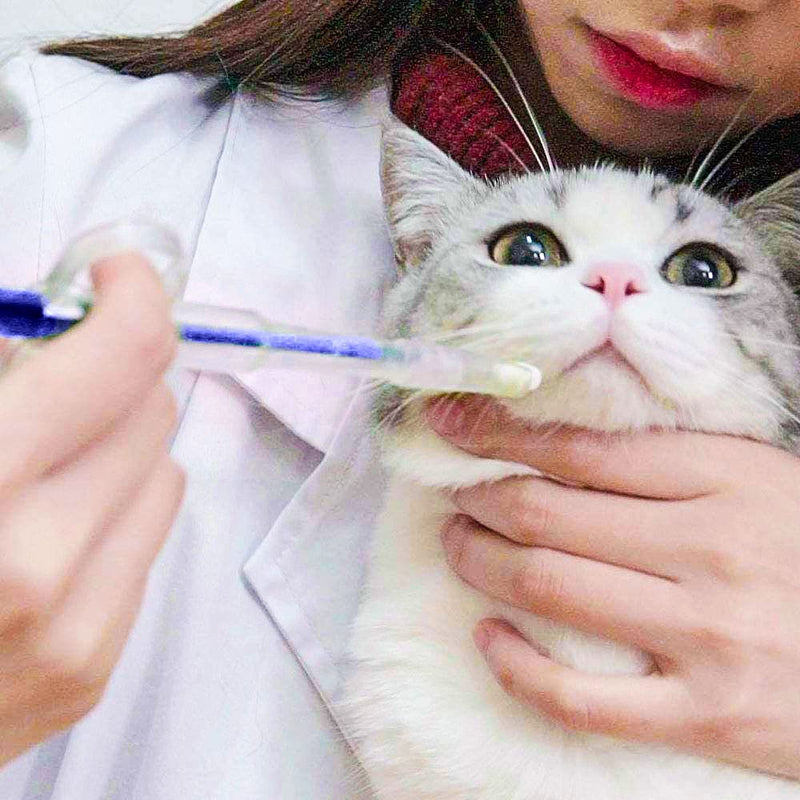 Petsmart Petzstop Pet Syringe Pet Pill Syringe Pet Feeding Syringe Cat Pill Shooter Small Pills Pet Pill Dispenser Syringe Feeders for Feeding Cats Dogs and Small Animals, Blue - PawsPlanet Australia