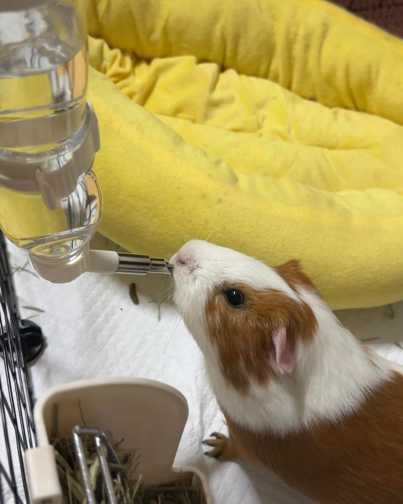 Leak-Proof Small Animal Water Bottle for Chinchillas, Birds, Hamsters, Guinea Pigs, Rabbits and Other Small Pets. (White, 8.12oz) White - PawsPlanet Australia