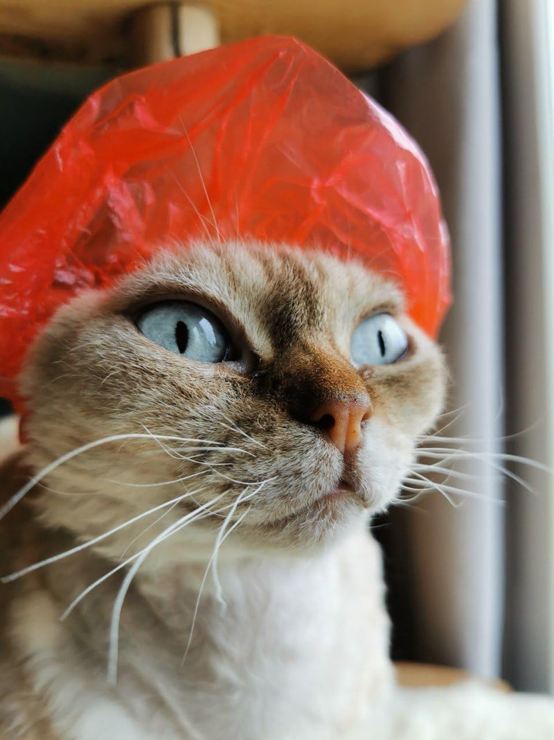 Sphynx Cat & Small Pet Shower Caps, 20pcs - Waterproof, Adjustable Bath Protection for Grooming & Ear Safety (Red) Red - PawsPlanet Australia