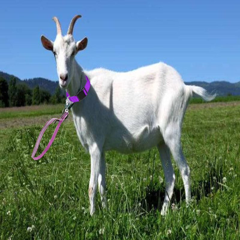 4 Pieces Goat Lead and Goat Collars Set, Nylon 11 inch Goat Lead with Reflective Strip Design and Nylon Goat Collar for Small Farm Animal Goat Cow Horse Sheep (Blue) Blue - PawsPlanet Australia
