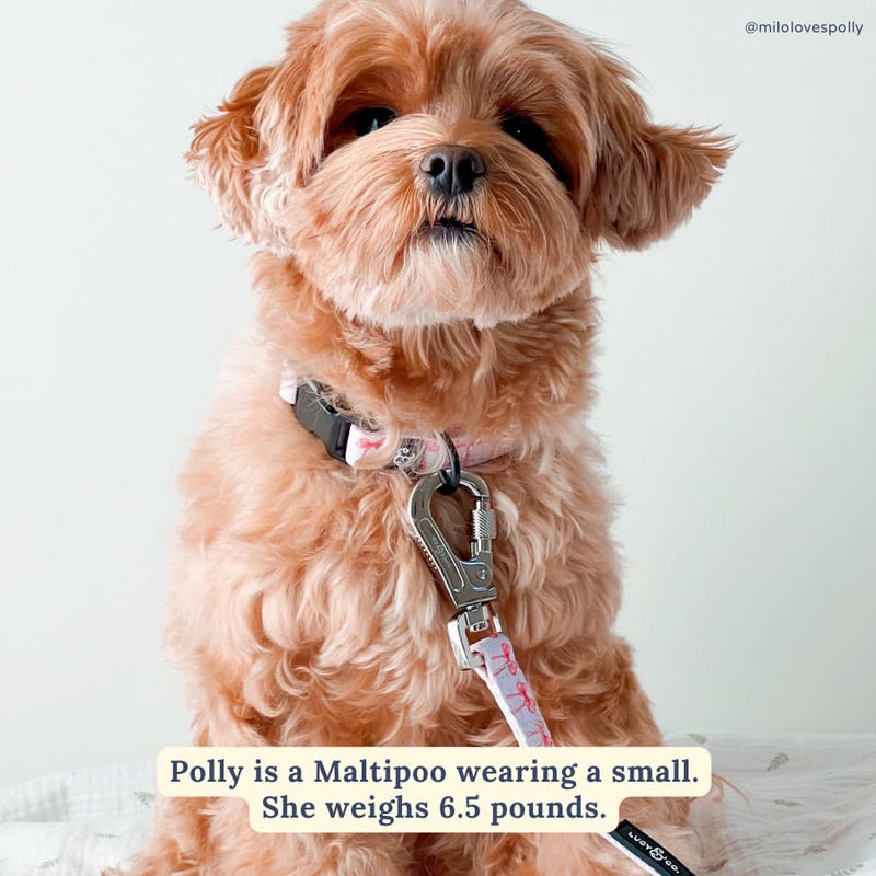 Lucy & Co. Designer Dog Leash - Pet Accessories - Thick Dog Leash - Padded Handle for Comfort - Ballet Bows - 5 Foot (White & Pink Bows, Small) Take a Bow Leash S - PawsPlanet Australia