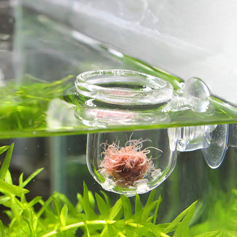 Pssopp Aquarium Red Worm Fish Feeder Transparent Suction Cup Fish Tank Feeding Cup Food Container for Feeding Shrimp Fish Glass Hole Cup - PawsPlanet Australia