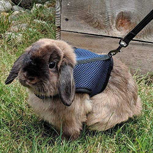 Pettom Bunny Rabbit Harness with Stretchy Leash Cute Adjustable Buckle Breathable Mesh Vest for Kitten Small Pets Walking (L(Chest:10.6-13.3 in), Blue) L(Chest:10.6-13.3 in) - PawsPlanet Australia