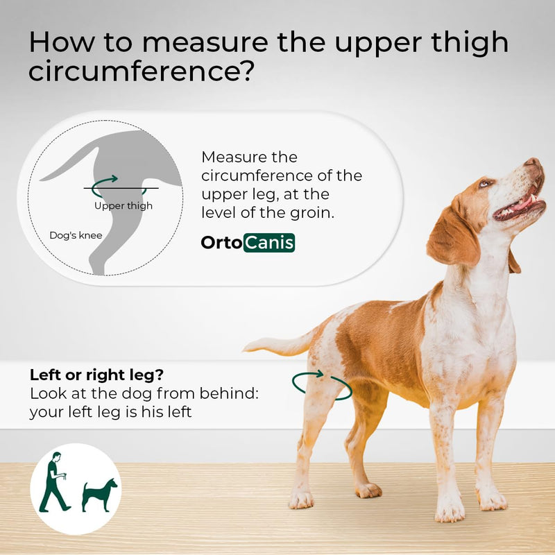 Ortocanis - Dog Knee Brace - for Left Hind Leg - Made of ARD Neoprene - for ACL Tear, Ligament Injuries, Patellar Luxation or Osteoarthritis - Size Large (12,3-14,2 ") Left Leg Size Large (12,3 - 14,2 ") - PawsPlanet Australia