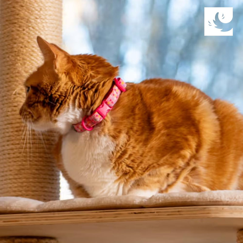 RC Pets Kitty Breakaway Cat Collar, Red Tartan - PawsPlanet Australia