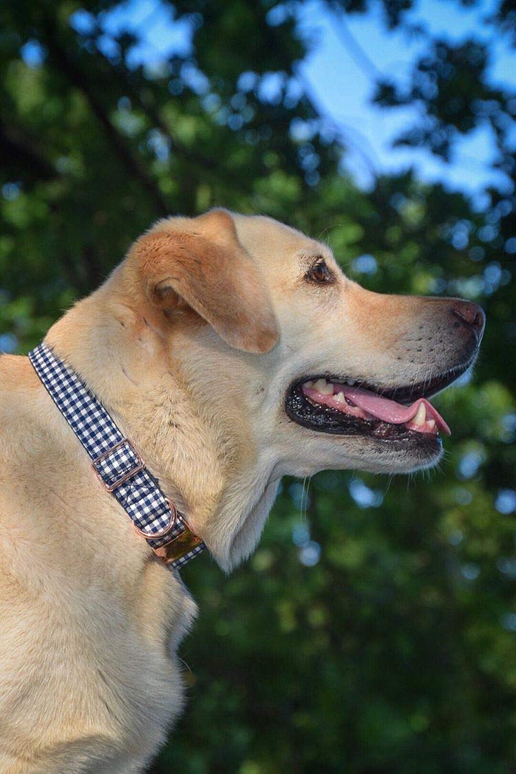 ARING PET Dog Leash, Navy Plaid Cotton Webbing Strong Handmade Walking Leashes for Small Medium Large Dogs-XS XS - PawsPlanet Australia