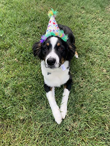 Huxley & Kent Pet Party Hat | Superstar (Large) | Birthday Hat for Dogs and Cats | Adjustable Strap for Comfort and Stability | Perfect for Birthday Party, Adoption Celebration or Gotcha Day Large - PawsPlanet Australia