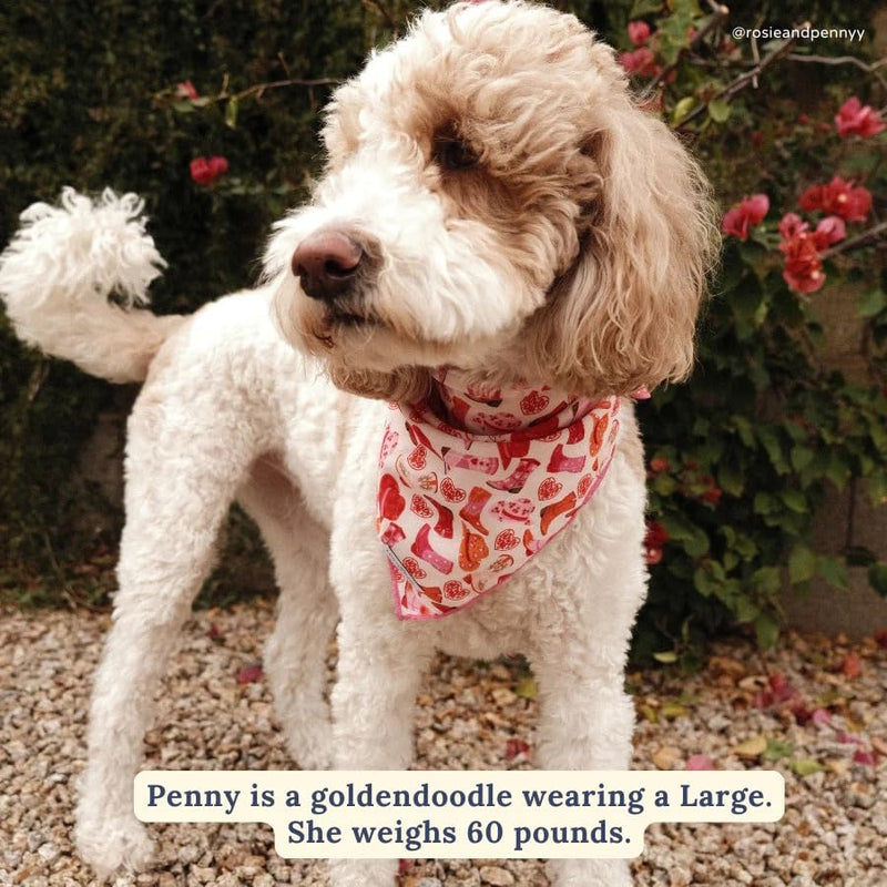 Lucy & Co. Howdy Honey Adjustable Dog Collar- Cute Designer Pet Collar for Small, Medium, Large Dogs- Buckle Closure Dog Accessories, Large, Country Print - PawsPlanet Australia