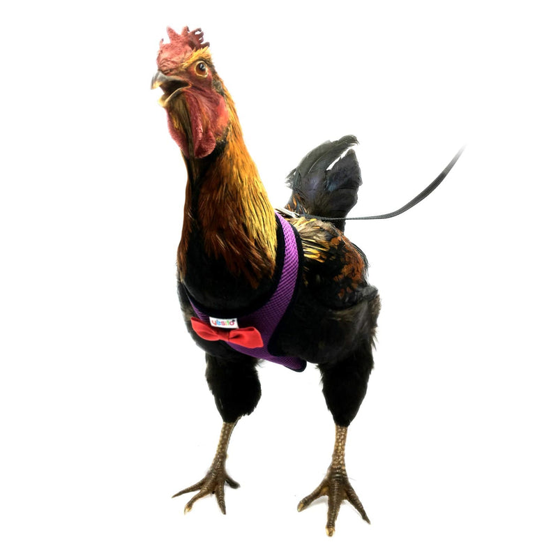 Chicken Harness Hen size With 6-foot Matching belt, Comfortable, Breathable, Small Size, Suitable for Chicken, Duck or Goose Suitable for Weight about 2.3-3.8Pounds, Orange (Small, Dark purple) - PawsPlanet Australia