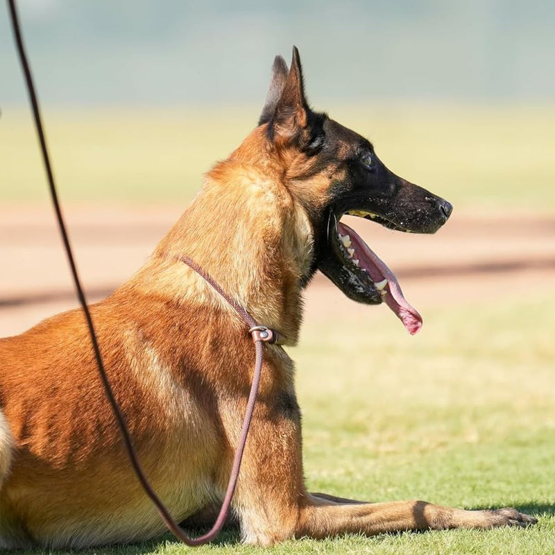BTINESFUL 7ft Slip Lead Dog Leash, Strong Nylon Rope Leash, 1/4 & 1/2 inch Diam Dog Training Lead for Small Medium Large Dogs (1/4" * 7 FT, Black) 1/4" * 7 FT - PawsPlanet Australia