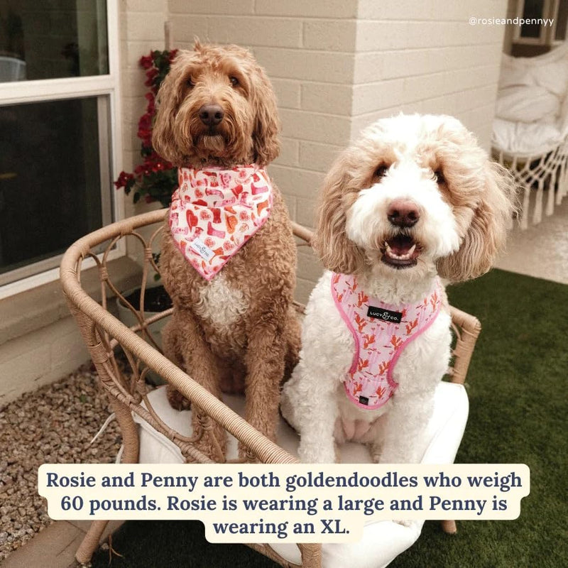 Lucy & Co. Howdy Honey Adjustable Dog Collar- Cute Designer Pet Collar for Small, Medium, Large Dogs- Buckle Closure Dog Accessories, Large, Country Print - PawsPlanet Australia