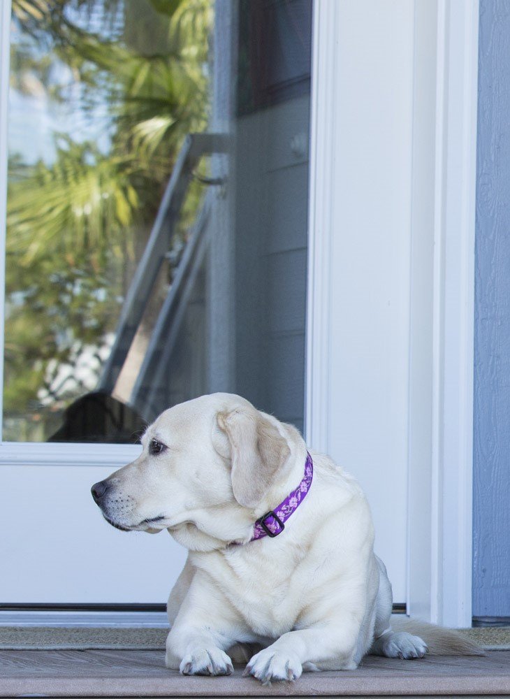 LupinePet Originals 1" Rose Garden 16-28" Adjustable Collar for Large Dogs 1"W; 16-28" Neck - PawsPlanet Australia