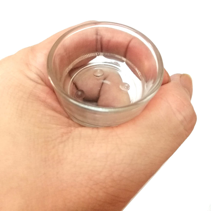 Fuongee Small Reptile Feeding Dish Food Water Bowl Feeder Cup Basin Fit for Nano Small Reptile Spider Small Lizard Scorpion, 4 Pack, 0.5 Oz - PawsPlanet Australia
