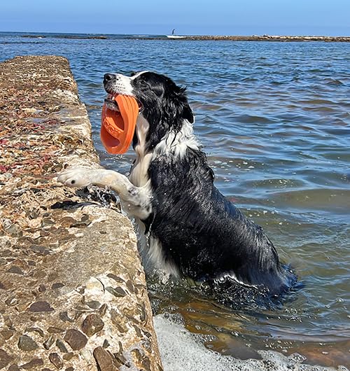 Van Ness Pets Doggi Catch and Carry Flying Disc Floating Dog Toy, Large, Orange - PawsPlanet Australia