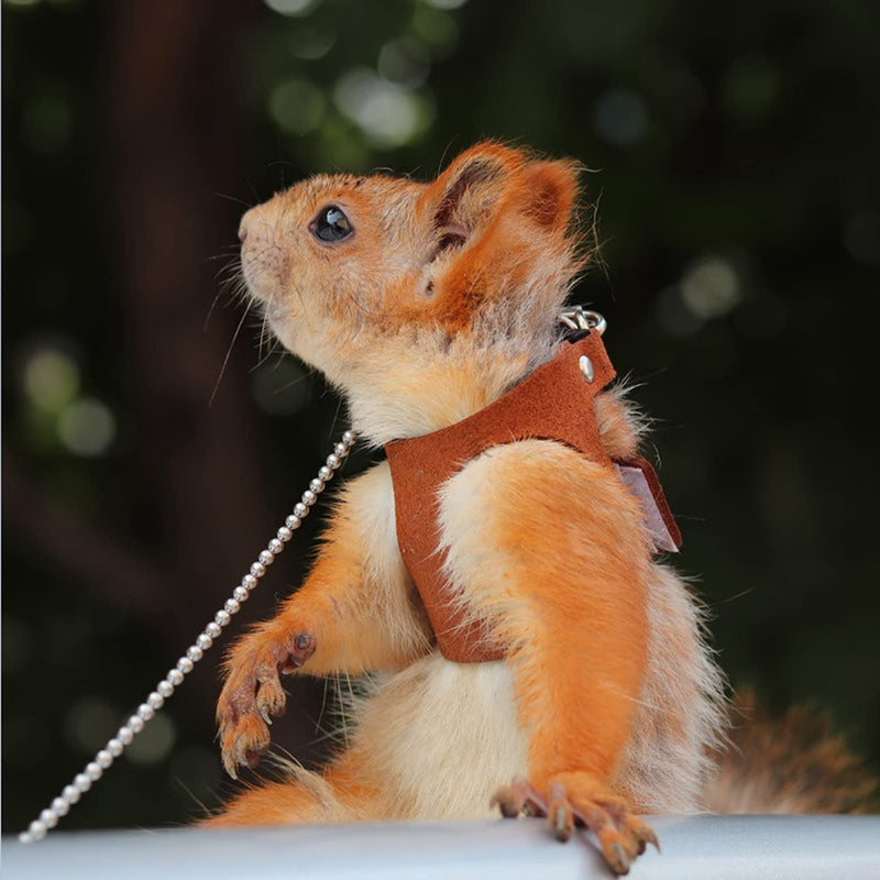 3 Pack Squirrel Harness and Leash Set - Adjustable Traction Rope Strap Anti-Biting Chain,Small Animal Training Walking Vest Leash for Squirrel Gerbil Chinchilla Rat (3 Pack (S/M/L),Brown) 3 Pack (S/M/L) Brown - PawsPlanet Australia