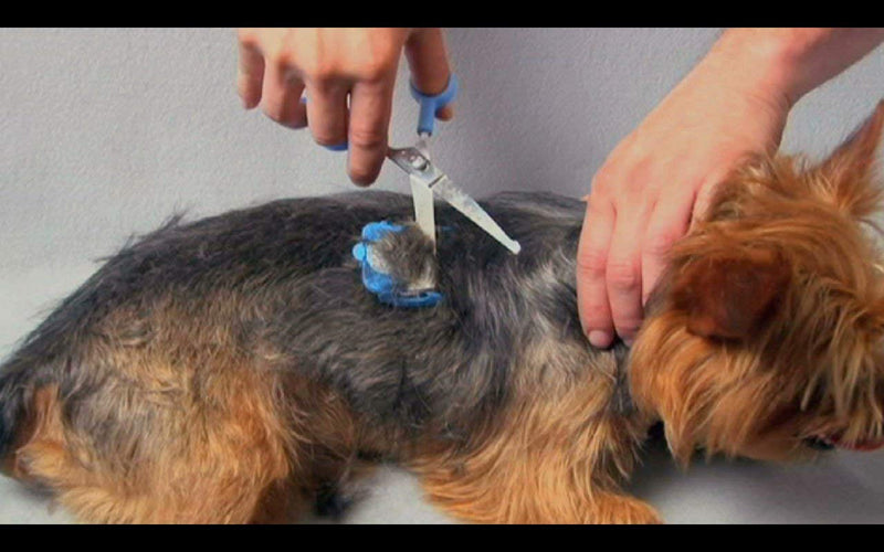 SCAREDY CUT Silent Pet Grooming Kit for Dog, Cat and All Pet Grooming - A Quiet Alternative to Electric Clippers for Sensitive Pets (Right-Handed Pink) (16 Count (Pack of 1)) 16pc Right-Handed Blue