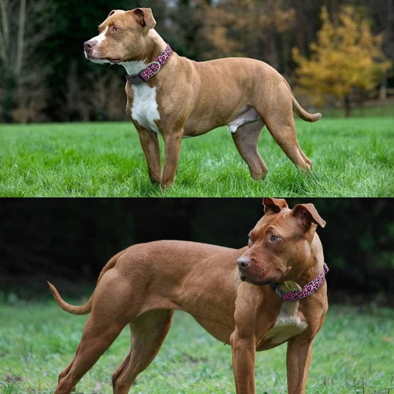 Pretty Dog Collar for a Girl Dog, Sturdy Durable with Buckle Leopard Print Design, Pink Dog Collars for Medium Dogs, Premium Adjustable Polyester Pet Collar… - PawsPlanet Australia