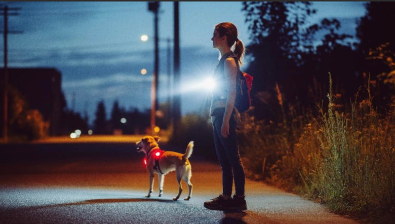 Dog Collar Light (1 Pack), Powerful 500 Lumens Dog Lights for Night Walking, New Generation Rechargeable Reflective Dog Light - Dog Hiking Gear - PawsPlanet Australia