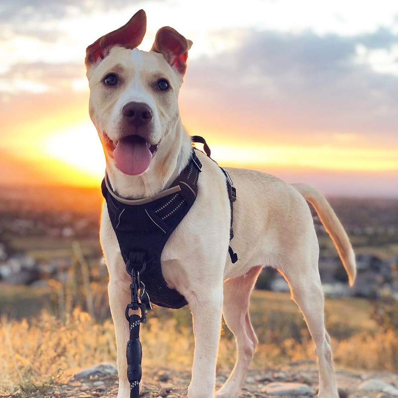 rabbitgoo Dog Harness Large Dog No Pull Pet Harness with 2 Leash Clips, Adjustable Soft Padded Pet Vest, Reflective No-Choke with Easy Control Handle for Training or Walking, Black, L L (Pack of 1)